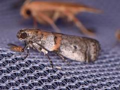 Acrobasis comptella