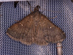 Hypenula cacuminalis