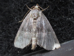 Niphonyx segregata