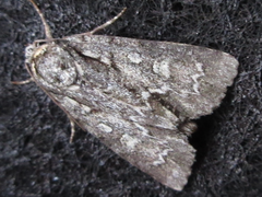 Acronicta adaucta