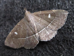 Cidariplura gladiata