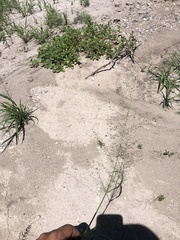 Eragrostis mexicana