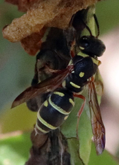 Parancistrocerus austrinus