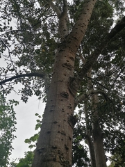 Erythrina poeppigiana