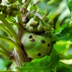 Neolasioptera vernoniae