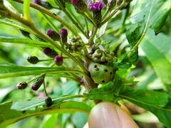 Neolasioptera vernoniae