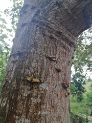 Erythrina poeppigiana