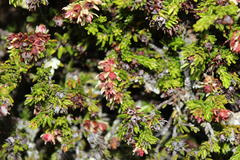 Erica depressa