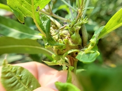 Neolasioptera vernoniae