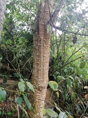 Erythrina poeppigiana