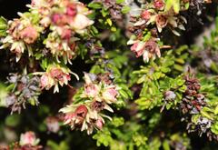 Erica depressa