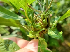 Neolasioptera vernoniae