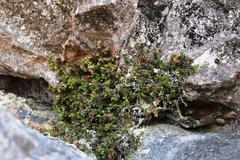Erica depressa