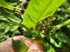 Neolasioptera vernoniae