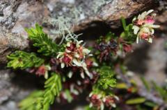 Erica depressa