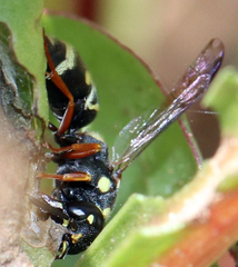 Parancistrocerus austrinus