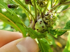 Neolasioptera vernoniae