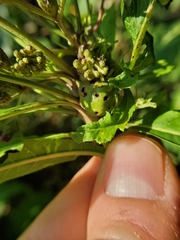 Neolasioptera vernoniae