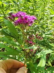 Neolasioptera vernoniae