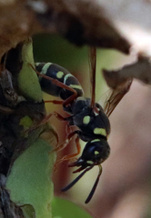 Parancistrocerus austrinus