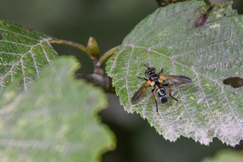 Hemyda aurata photo 3