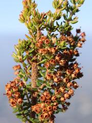 Erica hispidula hispidula