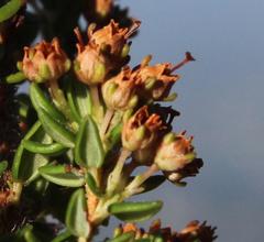 Erica hispidula hispidula