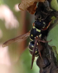 Parancistrocerus austrinus
