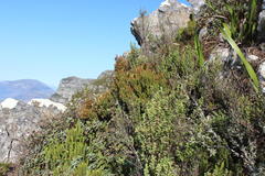 Erica hispidula hispidula