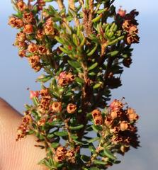 Erica hispidula hispidula