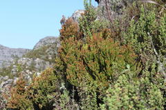 Erica hispidula hispidula