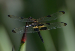 Rhyothemis phyllis apicalis