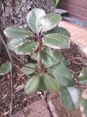 Rhaphiolepis umbellata