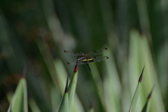Rhyothemis phyllis apicalis