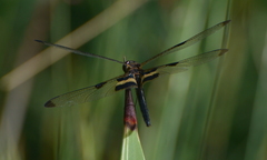 Rhyothemis phyllis apicalis