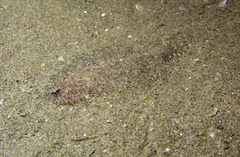 Arnoglossus laterna