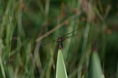Rhyothemis phyllis apicalis
