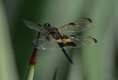 Rhyothemis phyllis apicalis