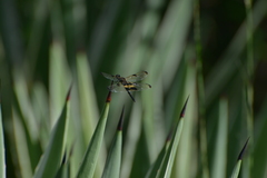 Rhyothemis phyllis apicalis
