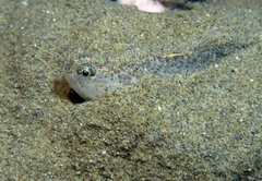 Echiichthys vipera