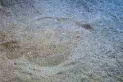 Scophthalmus rhombus