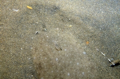 Solea senegalensis