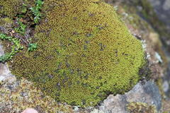 Hypodontium