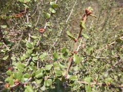 Ceanothus verrucosus