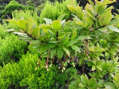 Vaccinium cylindraceum