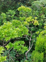 Vaccinium cylindraceum