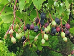 Vaccinium cylindraceum