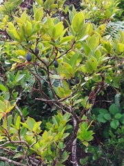 Vaccinium cylindraceum