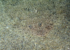 Scophthalmus rhombus