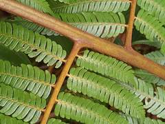 Cyathea squamipes